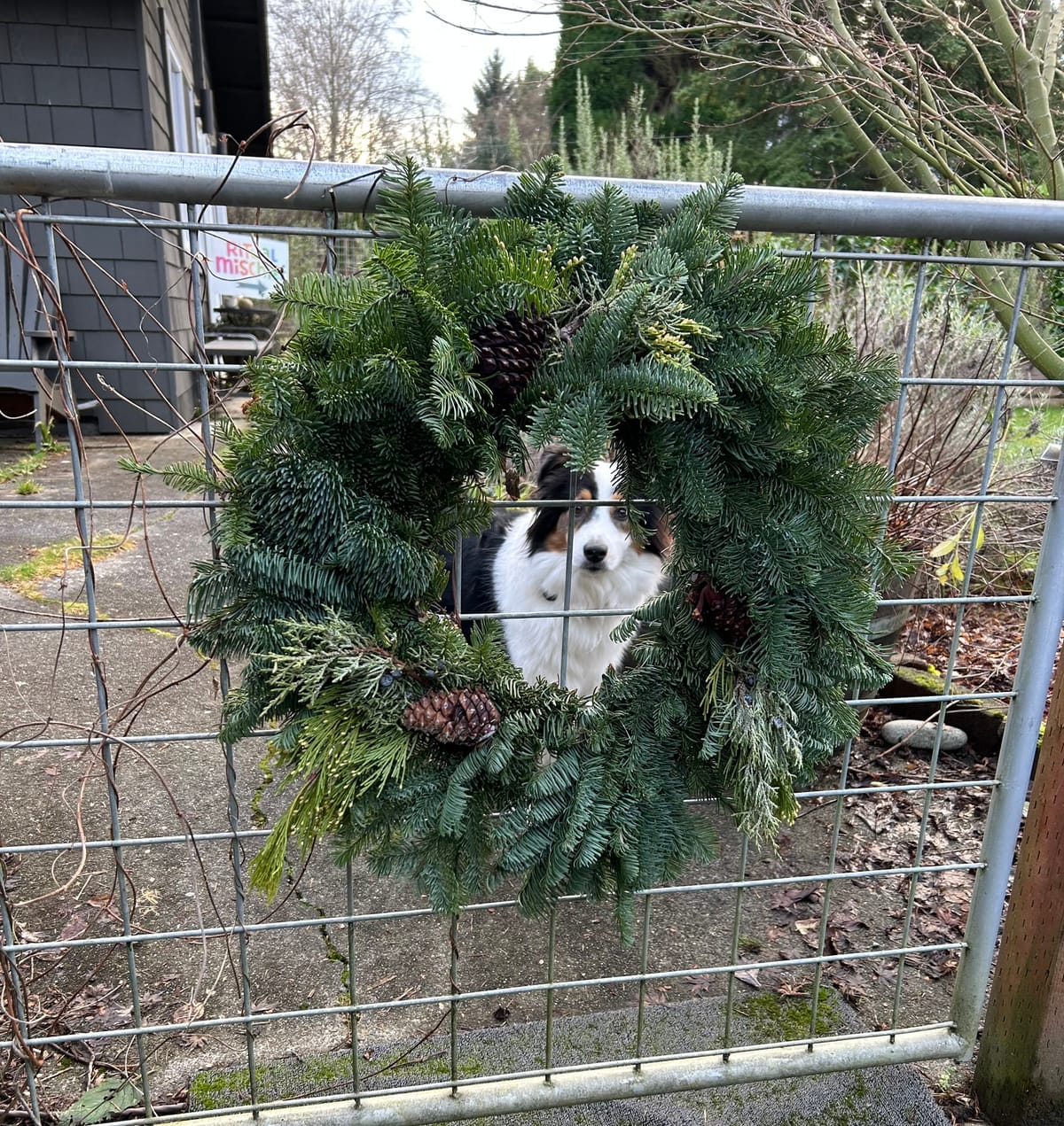 Australian Shepherd's black & white fuzzy face saying hello through a green holiday wreath 