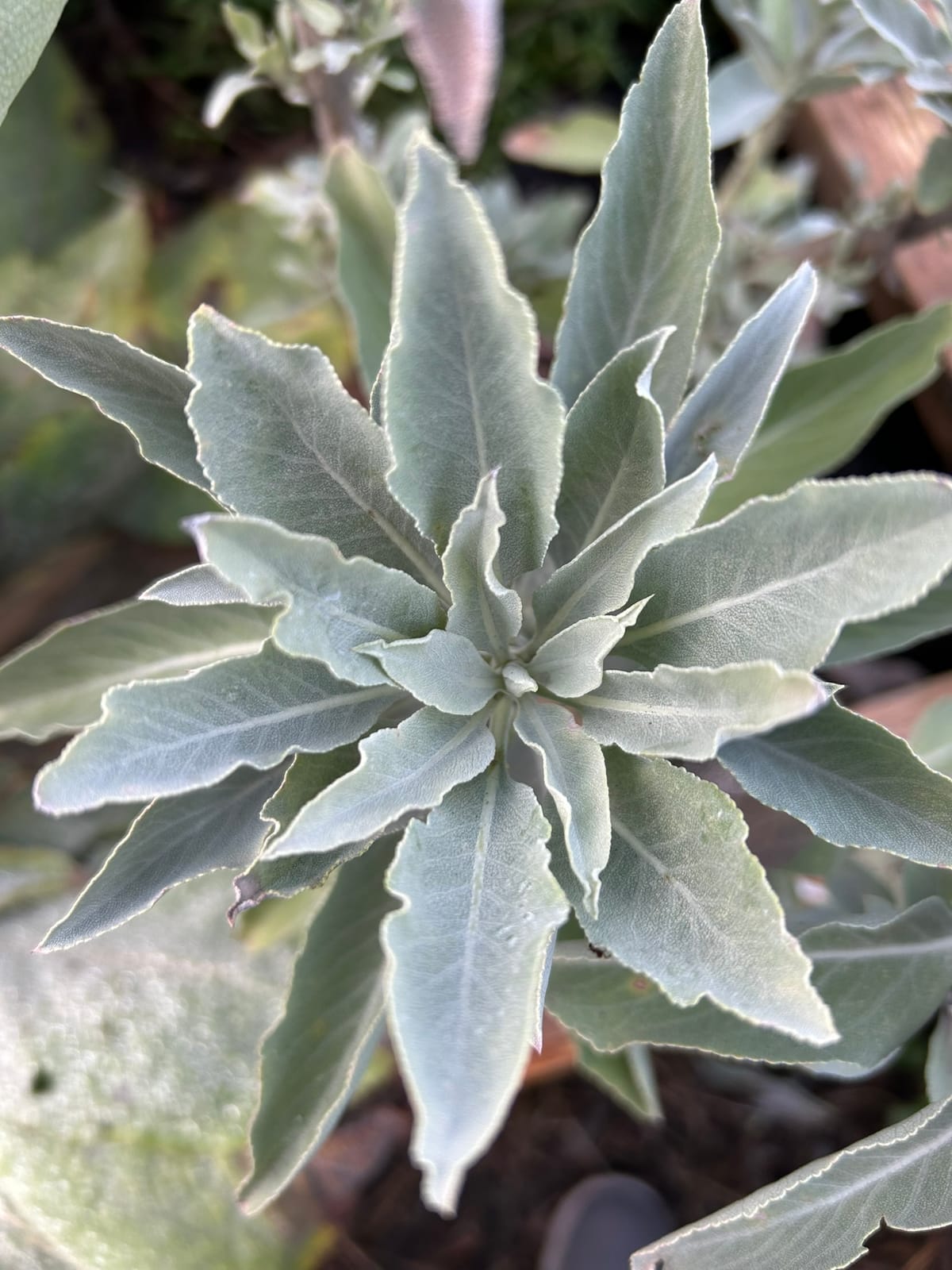 A photo of a gray-green floret of white sage from our garden. 