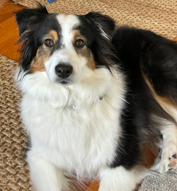 A photo of my Australian Shepherd dog, Cora. She has warm brown eyes, a kind face, and black, white, and brown markings.